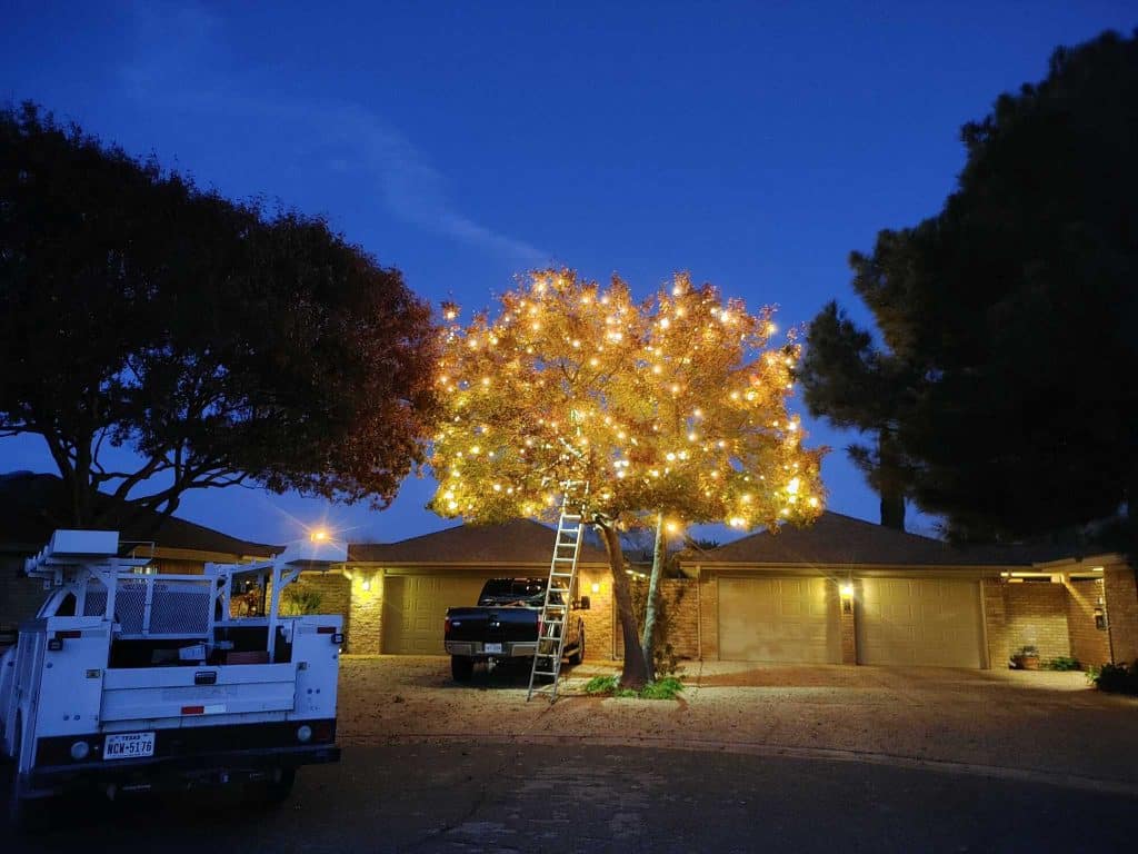 Custom Outdoor and Holiday Lighting in Tree