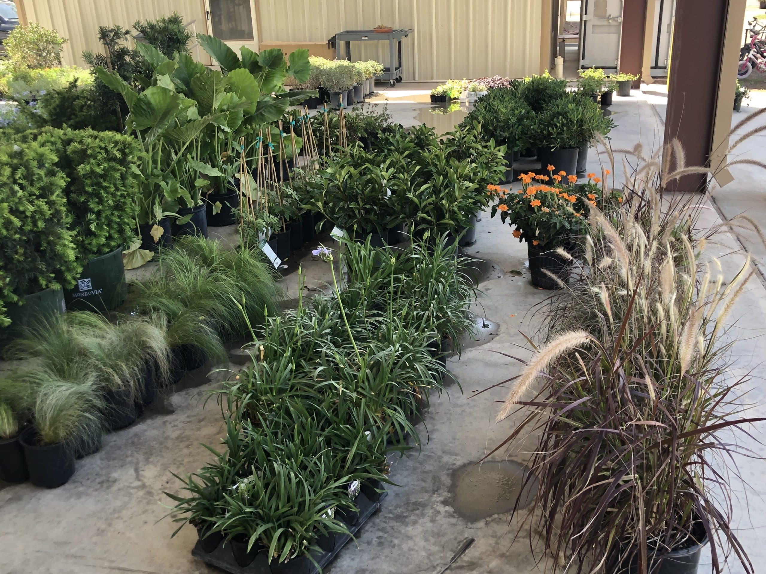 Collection of garden center plants
