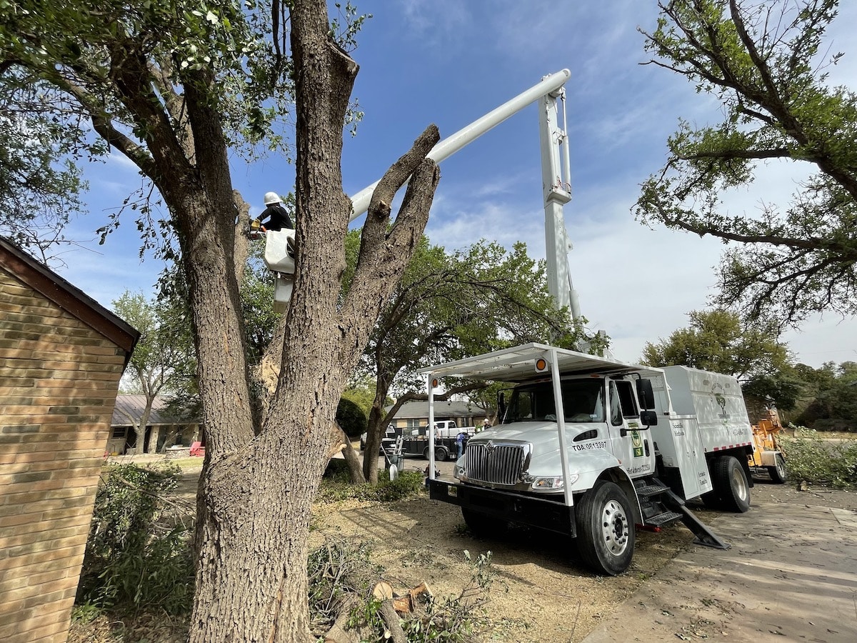 truck crane going up to grab a tree