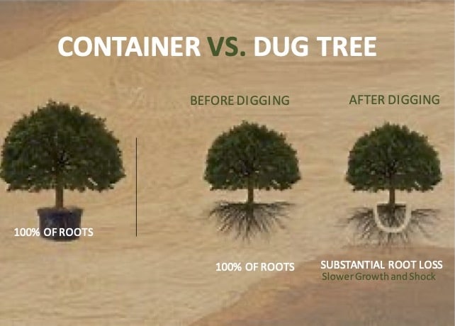 Container vs dug tree diagram